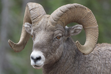 Naklejka premium Close-up of a Big Horn Sheep