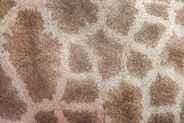 genuine leather skin of giraffe