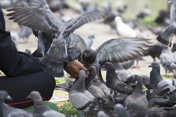 Feeding pigeon by hand in park