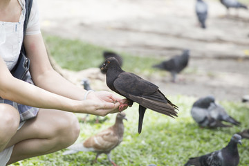 Feeding pigeon by hand in park