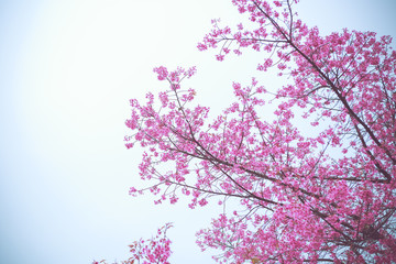 Wild Himalayan Cherry spring blossom