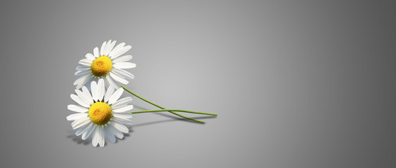 Schöne Kamillen © Thaut Images