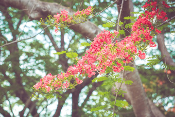 Caesalpinia pulcherrima flowe