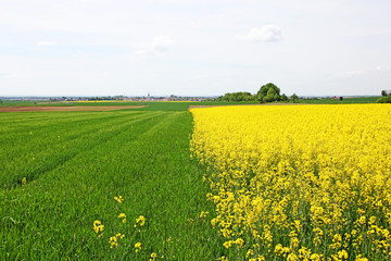 Rapsfeld im Sommer