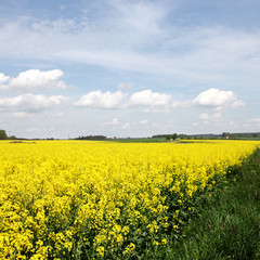 Fototapeta premium Rapsfeld im Sommer