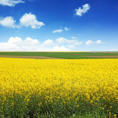 Obraz premium Rapsfeld im Sommer