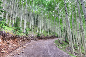 AZ-Coconino National Forest- forest road to Inner Basin Trail
