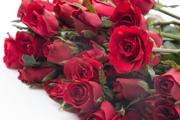 Naklejka premium red rose