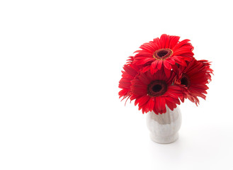 red gerbera
