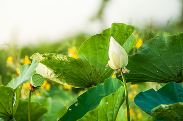 Lotus leaf in nature plantation