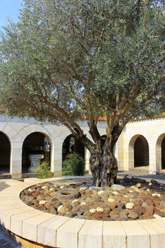 courtyard with olive tree, church of the Multiplication of the loaves and fish is located in Tabgha (Ein Sheva) on the shore of the lake of Galilee close to Capernaum, Israel