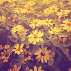 yellow flower with vintage effect