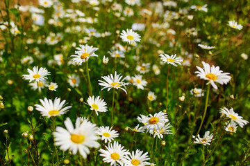 Fototapeta premium Field of daisy flowers