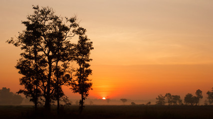 Sunrise at rice field