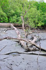 Dead tree in nature place