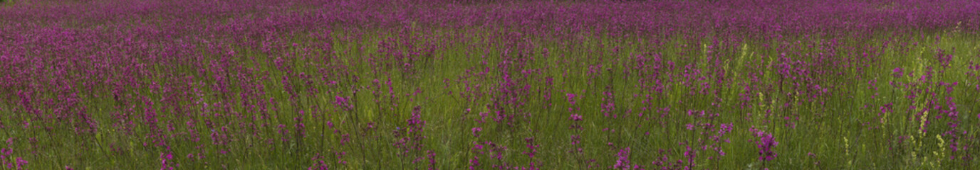 Naklejka premium Smolka meadow flowers grow on large meadow (panorama)
