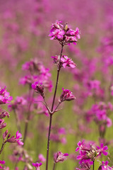 Red meadow flower Silene large