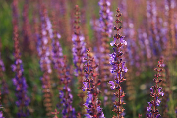 Lavender open in the spring