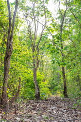 Fototapeta na wymiar pathway in forest