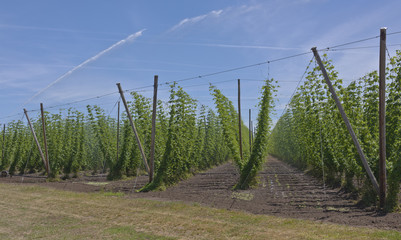 Fototapeta na wymiar Agriculture and farming of hops in Oregon.