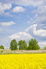 Krajobraz z chmurami, drzewami, łąką i polem rzepaku podczas kwitnienia  - obrazy, fototapety, plakaty