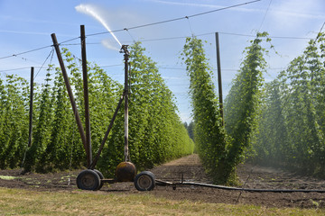 Agriculture and farming of grain hops in Oregon.