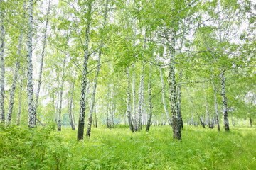 birch forest