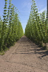 Agriculture and farming of hops in Oregon.