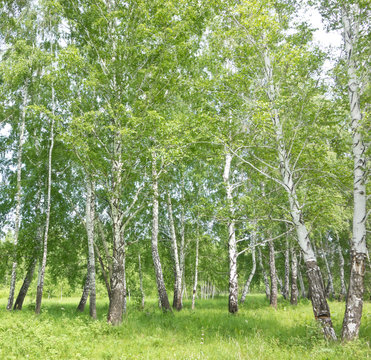 Fototapeta birch forest