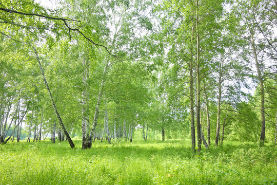 Fototapeta birch forest
