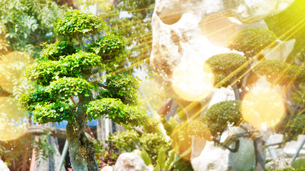 bonsai tree in garden and sunrays