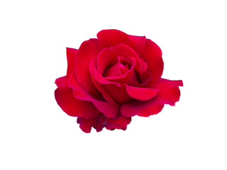 Naklejka premium red rose