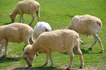 Obraz premium 羊