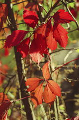 Wild grape red leaves
