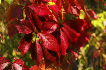 Wild grape red leaves