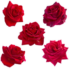 collage of five red roses