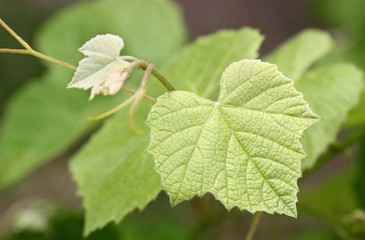Young grapevine branch