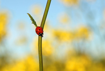 Ladybug in the Field