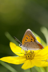 黄色い花とシジミ蝶　縦
