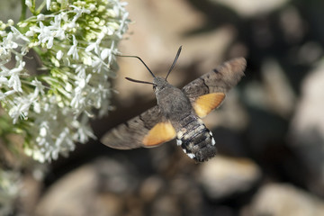 Taubenschwaenzchen; Macroglossum; stellatarum;