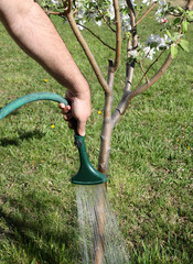 Watering Tree