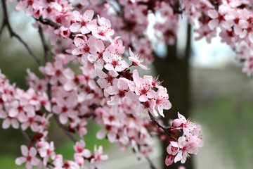 Cherry Bloom