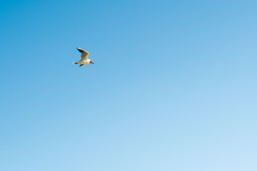 полет птицы