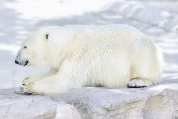 Fototapeta na wymiar Polar white bear in his natural habitat.