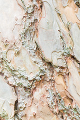 Close up Bark of Pine Tree ,texture background