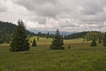 meadow called Stredna polana in Chocske vrchy mountains © honza28683