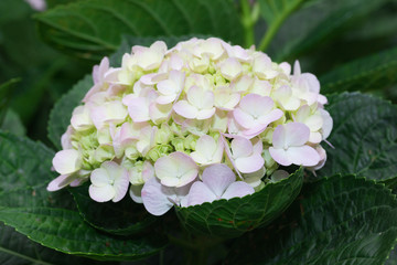 Close up of red purple fuchsia flower in botanical garden