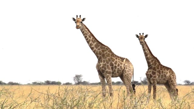 Giraffa camelopardalis grazing Etosha national Park, Ombika, Kunene, Namibia, true wildlife