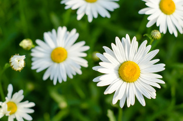 Fototapeta premium Several white camomile flowers on green background