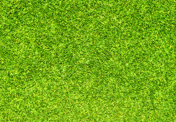 Obraz premium grass